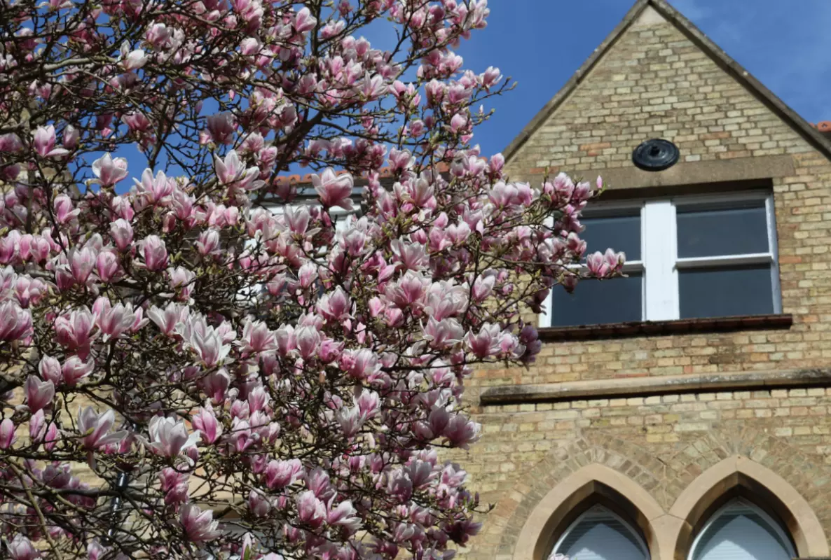Department building with magnolia flowers